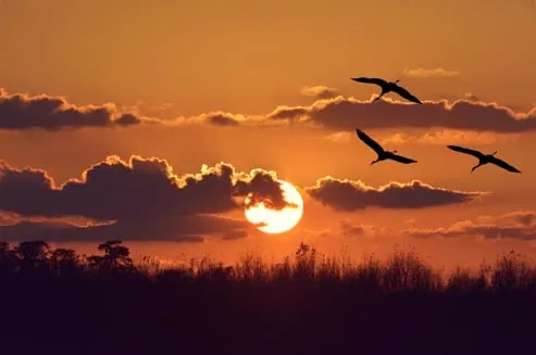 Sundowning